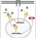 When the naïve T cell recognizes foreign molecules with its T cell receptor (TCR) it sends activation signals (1) to the VDR gene. The VDR gene now starts the production of VDR (2). VDR binds vitamin D in the T cell (3) and becomes activated. Vitamin D bound to activated VDR goes back into the cell nucleus and activates the gene for PLC-gamma1 (5). PLC-gamma1 is produced (6) and the T cells can get started.