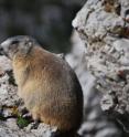 The alpine marmot spreads into the Catalan Pyrenees.