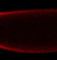 The Princeton team used confocal microscopy to visualize the spatial distribution of two proteins that compete for the MAPK enzyme in early fruit fly embryos. In areas where levels of a protein important for the development of the head were high (shown here in red, with brighter color indicating the presence of more protein) there was less enzyme available to act upon a different protein (shown here in blue) that is important for the development of the ends of the embryo, including the tail.