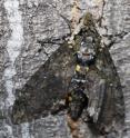 A giant hawk moth blends in with the bark of a tree.