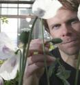 University of Calgary plant biochemist Peter Facchini with research opium poppies.