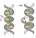 Ultraviolet radiation can damage DNA by distorting its structure.