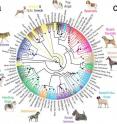 This evolutionary tree shows dog breeds and gray wolves.