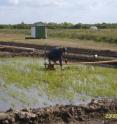 Guillermina Cantou, a researcher with the National Institute for Farming Research (INIA) in Uruguay, collects water samples for analysis from an INIA experimental rice paddy in Treinta y Tres, Uruguay.