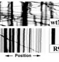 Cells with a mutant form of the protein mitofusin 2 contain mitochondria that are smaller and move more slowly than those with normal proteins. This graph shows how much more normal mitochondria move over time (top graph) compared with how little mitochondria with mutated proteins travel (bottom graph).