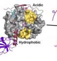 Research led by Wolfgang Peti of Brown University shows how a phosphatase called PP1 becomes more selective in protein-protein interactions. In the illustration, the phosphate spinophilin binds to one of PP1's three available binding sites, reducing the number of available substrates for other proteins.