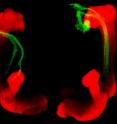 Mushroom bodies (red), which are the center of learning and memory in the brain, from two adult fruit flies. Normally, new neurons do not appear in the adult mushroom body. UC Berkeley biologists altered neural stem cells to allow them to persist for at least a month in the adult brain, and to give rise to newborn nerve cells (green) that send out axons to other areas of the mushroom body, just like normal neurons.