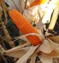 The intense orange color of high pro-vitamin A maize is caused by high carotenoid content.