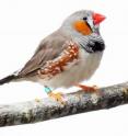 The Australian zebra finch can differentiate between a familiar song and a song it has never heard before. Hearing a new song spurs changes in gene expression in the finch brain.