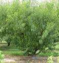 Scientists have sequenced the DNA of this Lovell peach tree at Clemson University.