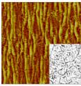 This atomic-force microscopy image shows wrinkling in a single-wall carbon nanotube membrane; the inset shows an optical reflection micrograph of the membrane without any strain. The random arrangement of the nanotubes shown in the inset creates conductivity, but wrinkling can disrupt that. Each image is 40 micrometers in width.