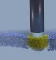 A "stealth" probe sits firmly fused into a cell membrane. The membrane is represented by the small blue spheres, with the hydrophobic portion inside shown by squiggly fine blue lines. The silicon part of the probe is black and the chromium bands that bound the thin gold band are silver-gray. The gold band is obscured by the carbon atoms that are attached to it and that integrate with the hydrophobic part of the membrane.