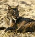 This is the Iberian Lynx (<i>Lynx pardinus</i>).