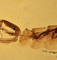 Traditionally, entomologists depended on characters like this male terminal segment to distinquish sand fly species. Because females (the vectoring sex) have less 
distinquishing morphological
characters, this survey used the COI barcoding gene to confirm species identities.