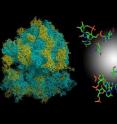 Analysis of ribosome structures, shown on the left, from four different species revealed a non-random affinity between anticodon-containing RNA triplets and their respective amino acids, shown on the right).