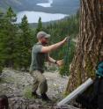 Michael Case, a University of Washington graduate student in forest resources, collects a core to check tree growth that, depending on where a forest is located, can increase or decrease with a warming climate.