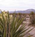Individuals of the same species sometimes occupy radically different environments. For example some populations of the Mojave Yucca (<I>Yucca shidigera</I>) live in quite dry portions of the Colorado Desert, such as the one shown in this photo in Joshua Tree National Park in California, while other populations are native to sites along the coast of the Pacific Ocean, a region with a relatively moderate climate. A new study indicates that in some circumstances this observation can mislead ecologists into concluding that distinct populations have different environmental requirements.