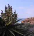 Individuals of the same species sometimes occupy radically different environments. For example, some populations of the Mojave Yucca (<I>Yucca shidigera</I>) live sites along the coast of the Pacific Ocean, a region with a relatively moderate climate, such as the one in this photo, while others live in quite dry portions of the Colorado Desert in Joshua Tree National Park in California. A new study published in the journal Systematic Biology indicates that in some circumstances this observation can mislead ecologists into concluding that distinct populations have different environmental requirements.