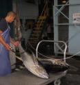 A freshly caught yellowfin tuna is weighed en route to Japan at Suisan fish market in Hilo, Hawaii.