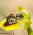 A male bee attempts to copulate with an orchid.