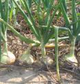 Onion bulbs in remaining cowpea residue mulch are ready for harvest.