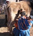 Students from Rensselaer Polytechnic Institute will return to Peru this summer, to continue their work on designing and creating a solar-powered milk pasteurization system for communities in the country's rural south.