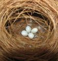 Female zebra finches do not always sit on their own eggs.