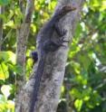 This is <I>Varanus obor</I>, the Sago monitor, or Torch monitor lizard.