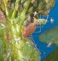 This group of pea aphids has both the red and the green forms of the aphids. The big red aphid toward the top of the photo is giving birth.