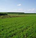 Fossil energy use was compared among three different crop rotation systems in a field experiment conducted between 2003 and 2008 in Boone Co., Iowa.