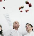 Purdue's Gioia Massa, from left, Cary Mitchell and Judith Santini found that a particular type of strawberry seems to meet NASA guidelines for foods that could be grown in space.