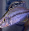 Cichlids are found in freshwater habitats worldwide. Biologist J. Todd Streelman studies the varieties from Lake Malawi in Africa because species possess very similar genomes but drastically different forms, functions and behaviors. Streelman's lab combines study of the ecology, genomics and development of these fishes to understand how organisms evolve diversity.