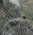 This photograph of a bald eagle was taken on the west end of Santa Catalina Island in 2008.