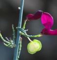 The bush <I>Polygala balansae</I>, of Moroccan origin, is at risk of extinction in Spain.