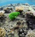 The green seaweed <I>Chlorodesmis fastigiati</I> is shown growing on a reef.  This seaweed damages the coral it contacts, as shown by the absence of corals immediately adjacent to it.