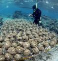 Georgia Tech graduate student Doug Rasher is shown with a rack holding corals transplanted into concrete cones for experiments on reefs off the Fiji Islands.