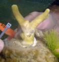 Photo shows an experimental coral that had been in contact with the green seaweed <I>Chlorodemis</I>.  The white area of the coral is where contact with the seaweed has caused damage or death in the coral.