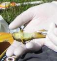 San Francisco State University Professor Vance Vredenburg collects a skin swab from a southern mountain yellow-legged frog in California's Sierra Nevada where he and colleagues tracked the spread of the deadly amphibian disease <i>Chytridiomycosis</i> during a 13-year period. New research by Vredenburg, published in <i>PNAS</i>, identifies a dangerous tipping point in infection intensity and suggests that mass frog deaths only tend to occur once infection intensity reaches an average of more than 10,000 fungal spores per skin swab. <i>Chytridiomycosis</i> is caused by an aquatic fungus called <i>Batrachochytrium dendrobatidis</i>.