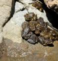 A pile of southern mountain yellow-legged frogs in California's Sierra Nevada, where San Francisco State University Professor Vance Vredenburg and colleagues tracked the spread of the deadly amphibian disease <i>Chytridiomycosis</i> during a 13-year period. New research by Vredenburg and colleagues, published in <i>PNAS</i>, suggests that high population densities in frog communities could promote re-infection among frogs, causing the intensity of the disease to reach dangerously high levels. Reducing population density could be a way to limit infection intensity and allow some frogs to survive a <i>Chytridiomycosis</i> epidemic.