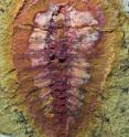 Researchers found more than 1500 fossils of marine creatures, such as this cheloniellid arthropod, that lived nearly 500 million years ago.