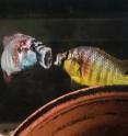 Two male cichlids spar with each other by showing what big mouths they have. When two fish fight, all their movements are at least slightly out of sync. But when the foe is a fish’s mirror image, the "opponent’s" actions are perfectly in time, which seems to trigger an element of fear.