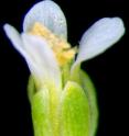 The sepals are the outer green leaf-like organs of the <i>Arabidopsis</i> flower.