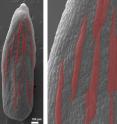 Scanning electron micrographs of an <i>Arabidopsis</i> sepal shows that the outer surface contains cells in a wide range of sizes from the highly elongated giant cells (falsely colored in red) to a variety of smaller cells.