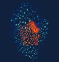 To determine how the cell division pattern contributes to cell size in the sepal, an individual sepal was imaged every six hours for 72 hours. The volume rendering of the first time point (0 hours) is shown in orange and of the last time point (72 hours) in green, revealing the growth of the sepal in that time period. Note that the initial sepal has all small nuclei -- indicating that all cells are still dividing -- while the mature sepal has some enlarged nuclei. In that latter group, the cells have stopped dividing and entered endoreduplication to become giant cells.