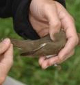 The attached antenna emerges from the back feathers of a Swainson's thrush.