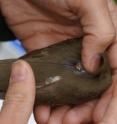 A researcher attaches a radio transmitter to the back feathers of a Swainson's thrush.