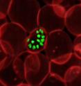 Malaria is caused by the Plasmodium parasite, which is transmitted through the bite of an infected mosquito. Image shows malarial parasites (in green) infecting a red blood cell.