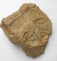 This is an impression of a mulberry leave, a sign of silk cultivation, found at the Sanyangzhuang site.