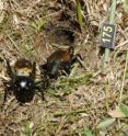 This is a pair of crickets with the male on the right and the female on the left with a light brown sperm packet that the male has attached to her rear end.