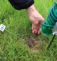 Cricket is released back to its burrow after being tagged.  A camera can be seen monitoring the burrow.